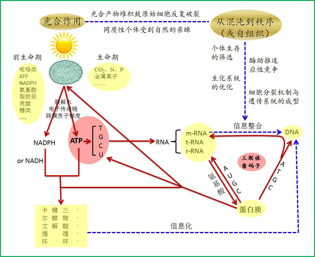 ATP中心假说示意图 ATP中心假说示意图