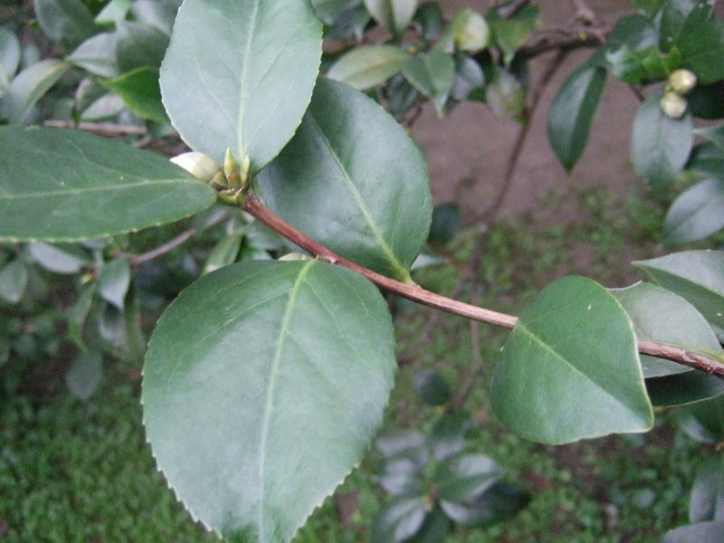 叶缘(植物学名词)