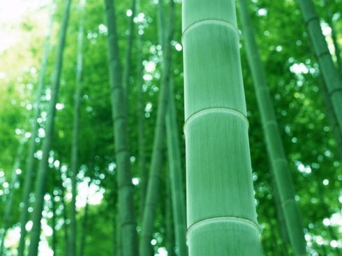 新竹 新竹