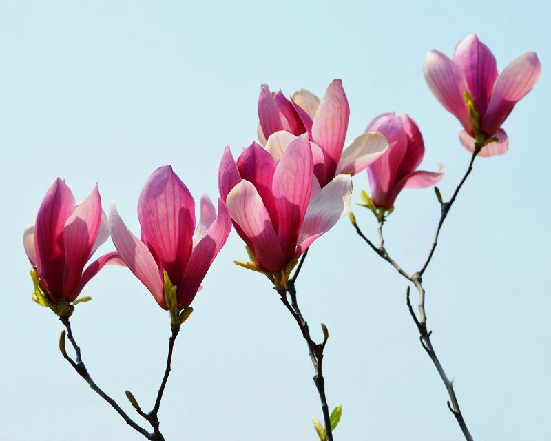 玉兰花(玉兰花) 玉兰花(玉兰花)
