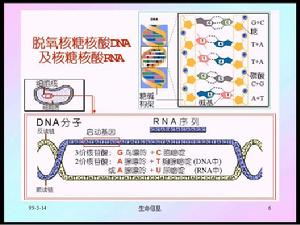 核糖核酸 核糖核酸