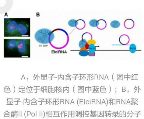 核糖核酸(rna) 核糖核酸(rna)