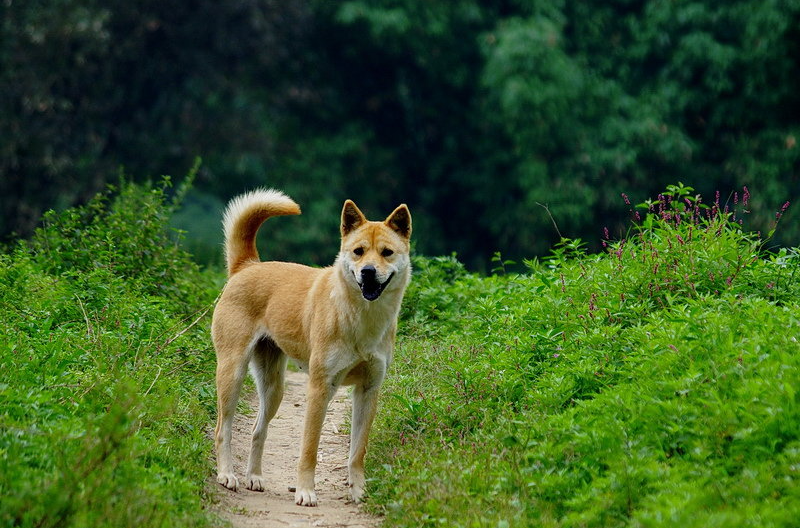 中国名犬(中国名贵优秀名犬) 中国名犬(中国名贵优秀名犬)