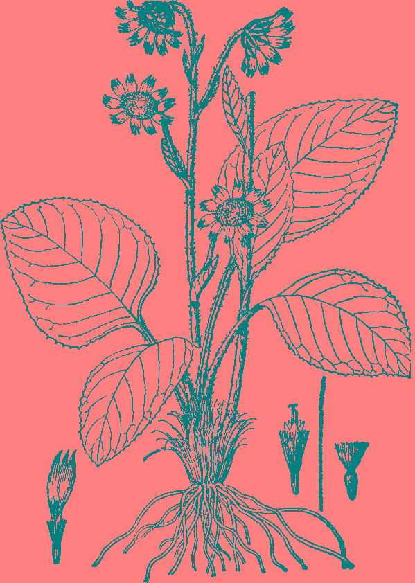 革叶垂头菊 革叶垂头菊