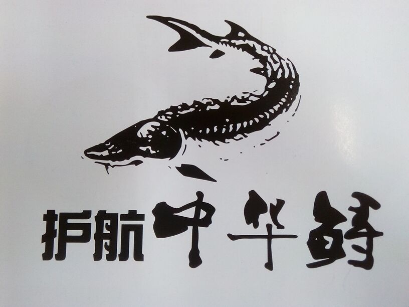鲟梦中华团队