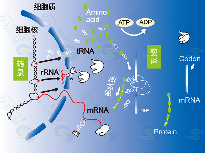 基因表达