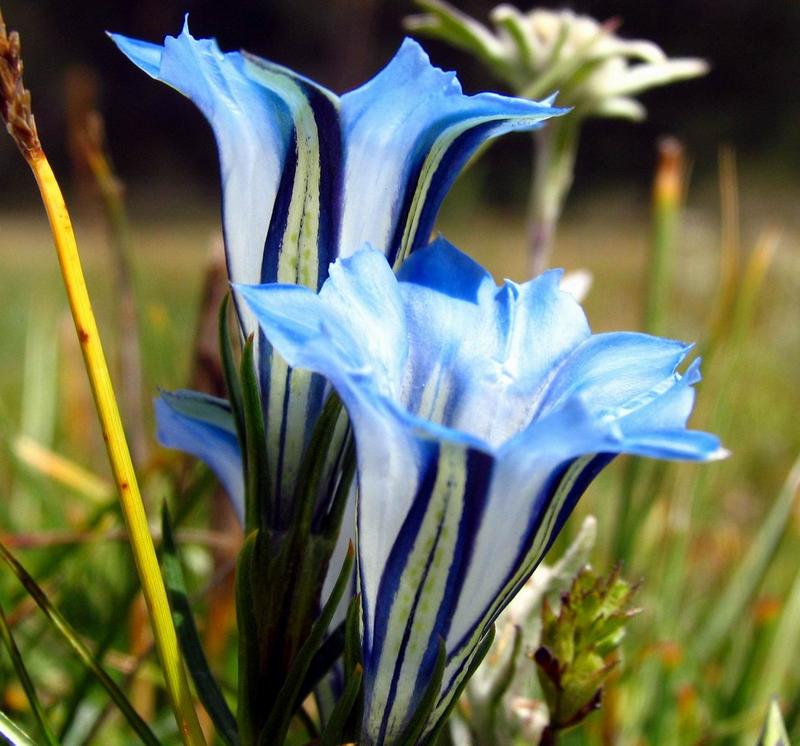 龙胆花科