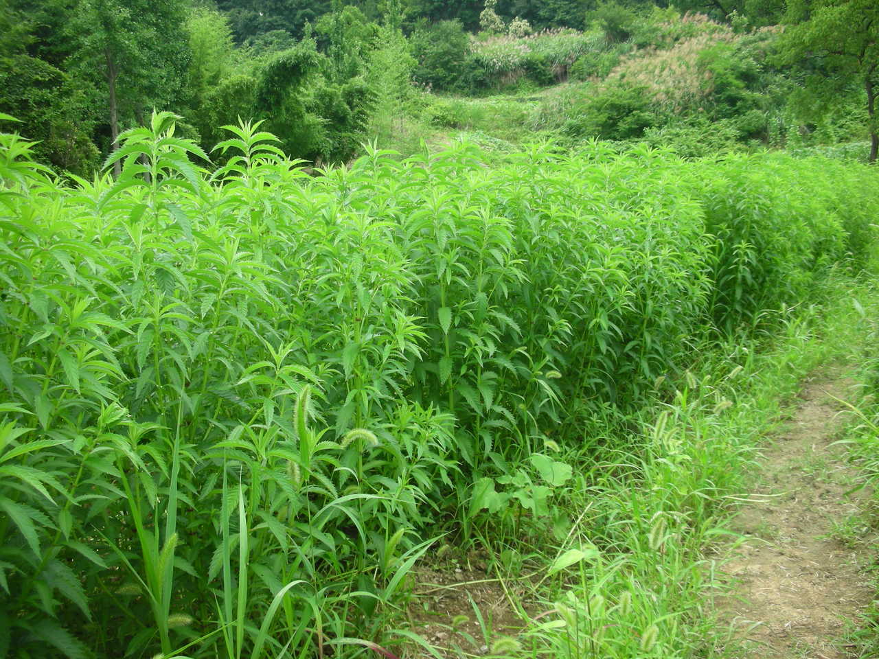 虫草地参