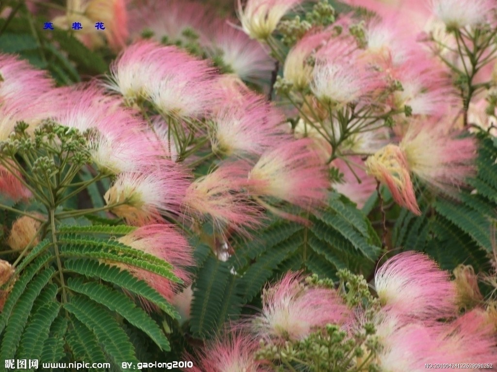 绒花树 绒花树