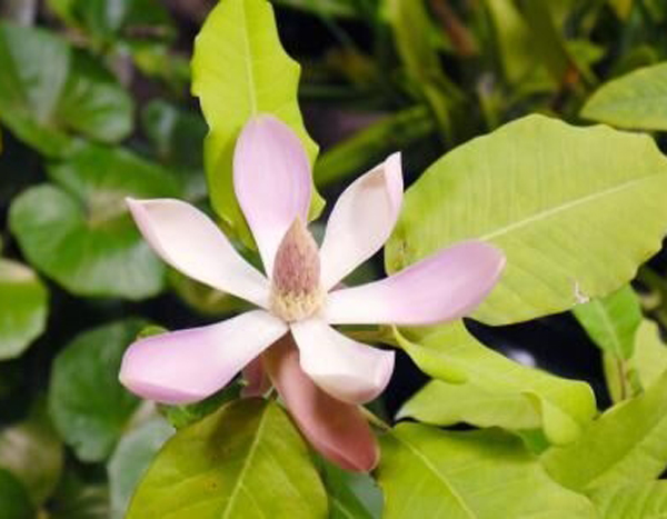 红花山玉兰 红花山玉兰