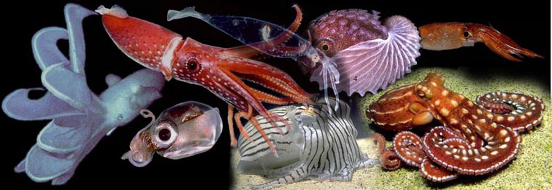 头足纲(Cephalopoda) 头足纲(Cephalopoda)