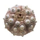 海滩贝壳 海滩贝壳