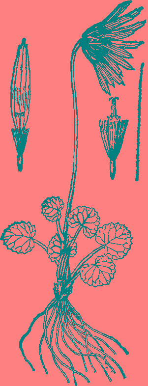 喜马拉雅垂头菊 喜马拉雅垂头菊