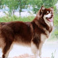 阿拉斯加犬舍