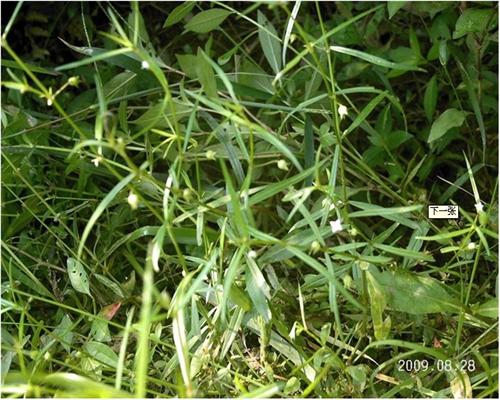 白花蛇舌草图片 白花蛇舌草图片