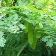 藤金合欢(植物)