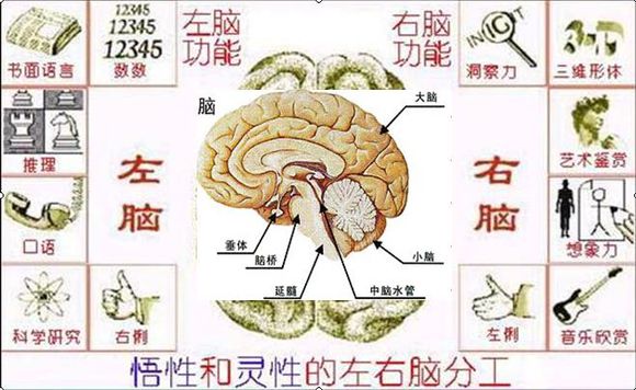右脑思维者 右脑思维者