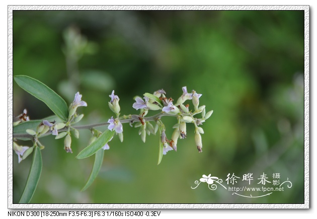 山芝麻 山芝麻