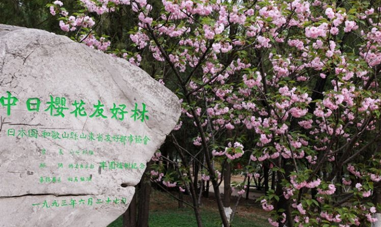 樱花林 樱花林