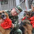 功勋犬 功勋犬