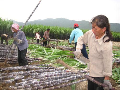 渡江镇