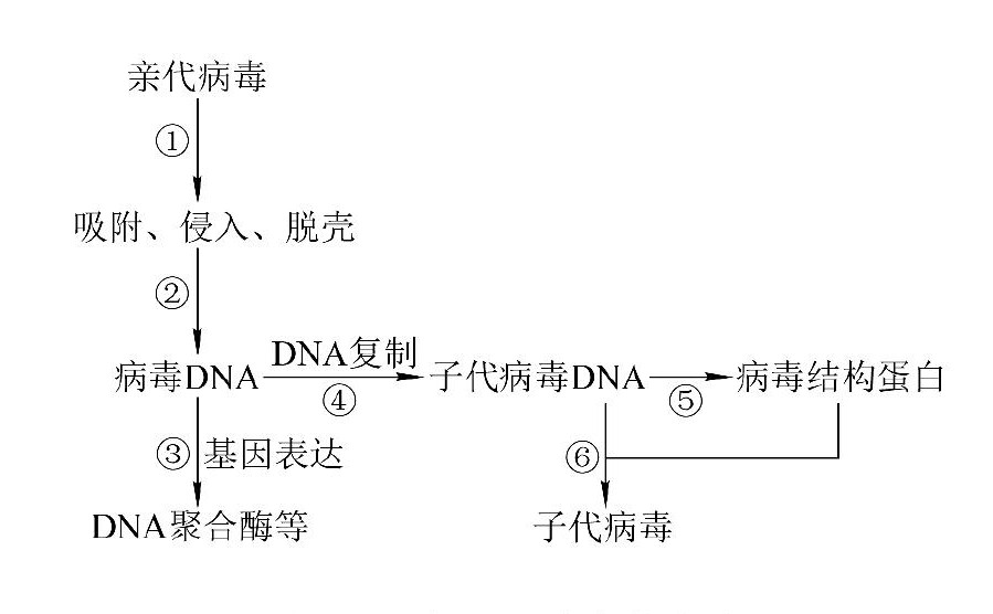 双链DNA病毒的複製 双链DNA病毒的複製