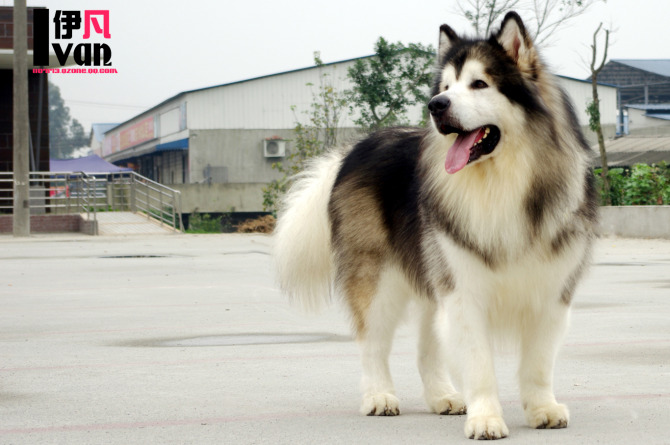 凡熙犬舍 凡熙犬舍