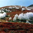 高山苔原景观带 高山苔原景观带