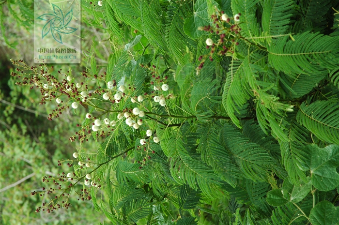僳僳药 僳僳药