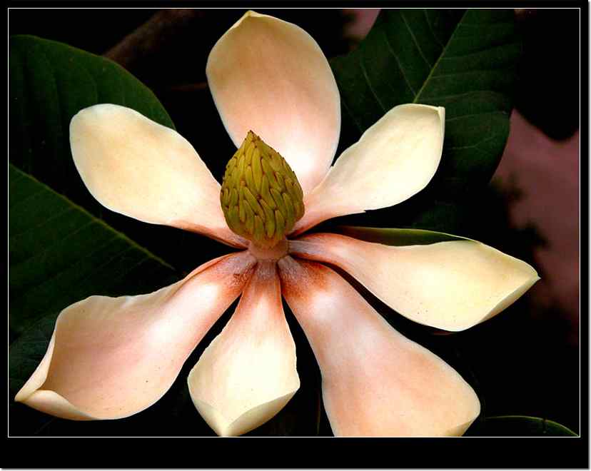 优昙花 优昙花