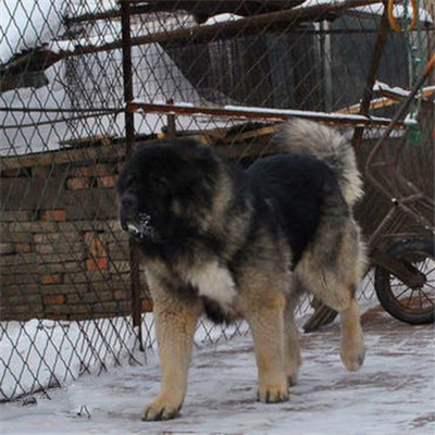 吉林周波犬舍 吉林周波犬舍