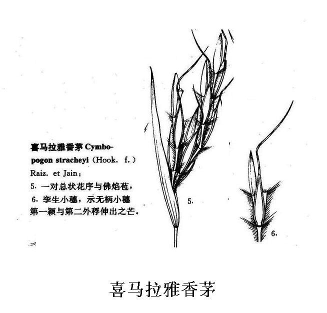 喜马拉雅香茅