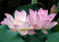 莲花 莲花