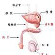 生殖器滴虫病 生殖器滴虫病