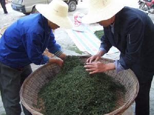 选茶 选茶