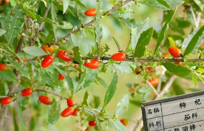 黑果(茄科枸杞属黑果枸杞遗传品种) 黑果(茄科枸杞属黑果枸杞遗传品种)