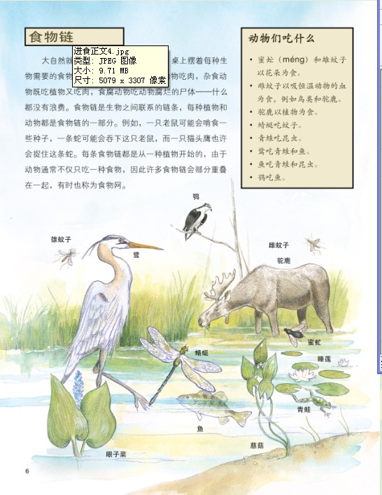 部分动植物的食物链
