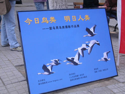 爱鸟周 爱鸟周