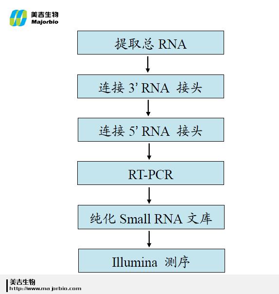 small RNA small RNA