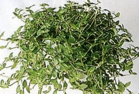 铺地锦竹草 铺地锦竹草