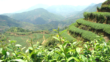 高岩名茶 高岩名茶