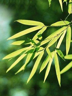 东湖新竹