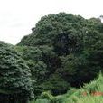 松子园村(云南省石林县石林镇下辖村)
