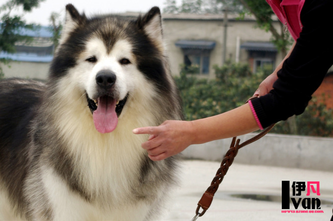 凡熙犬舍 凡熙犬舍
