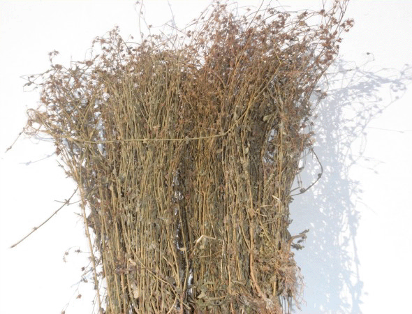 蛇舌草 蛇舌草