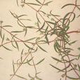 白花蛇舌 白花蛇舌