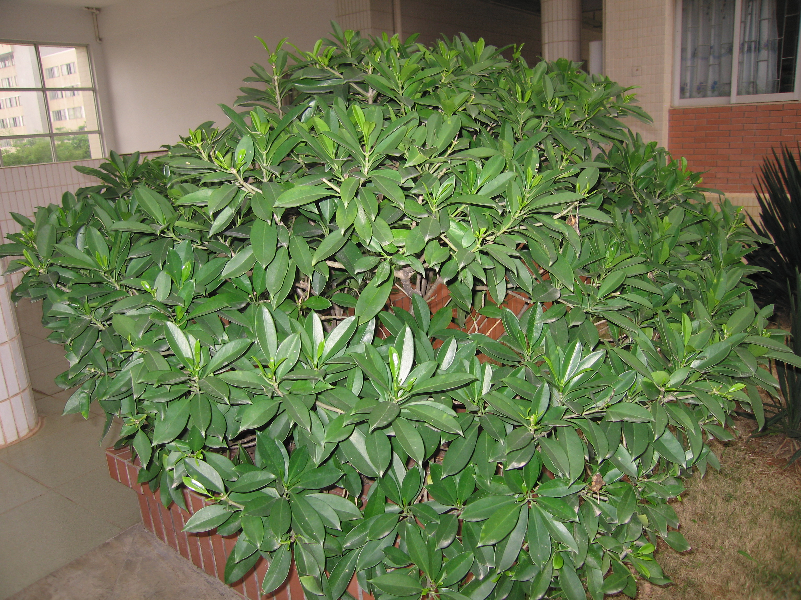 药用植物(医药学术语) 药用植物(医药学术语)