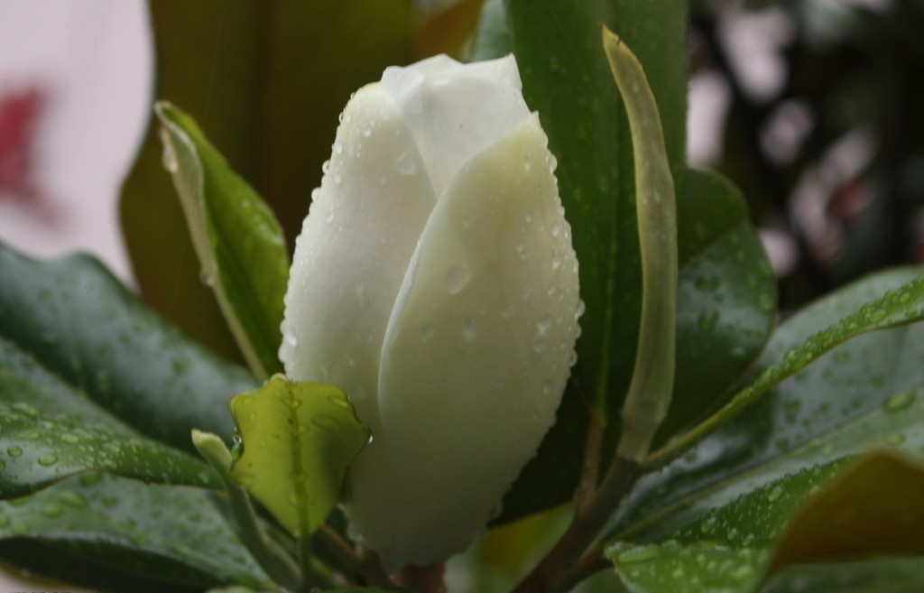 白玉兰花茶 白玉兰花茶