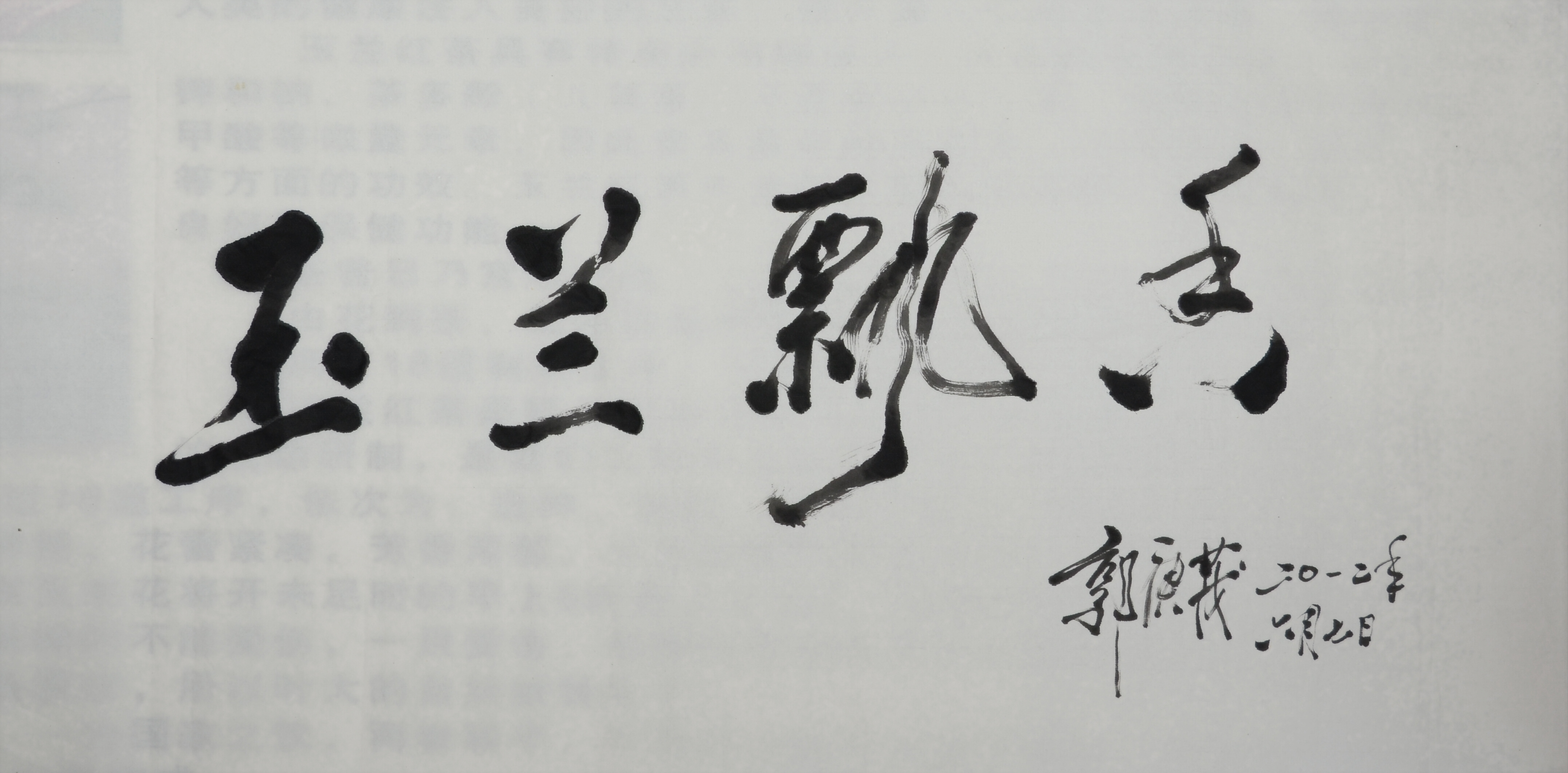 玉兰红 玉兰红