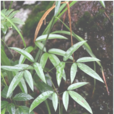 隔山香(中药)